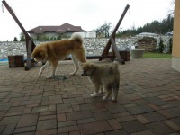 /album/fotogalerie/p4029854-jpg/